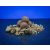 Bait Bait Álmok Tengere bojli 24mm 1kg - tartósított