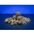 Bait Bait Rodin(A Gondolkodó) bojli 20mm 1kg - tartósított