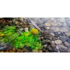 CFB Bomb Aroma Full Fruit 25ml